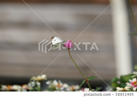 蝴蝶和鮮花 蝴蝶和鮮花 58931495