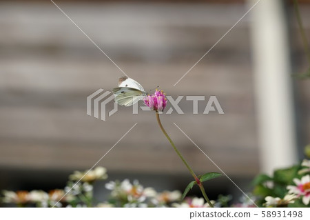 Butterflies and flowers 58931498