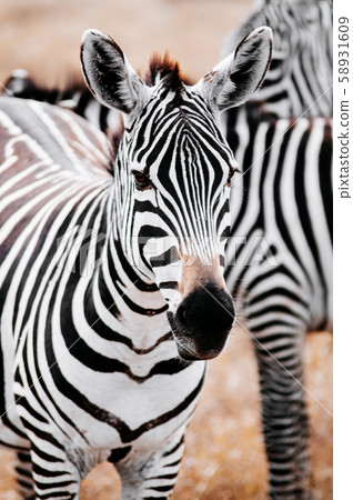 Zebra head shot in golden grass field in Ngorongoro - Serengeti Savanna 58931609