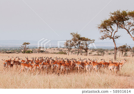 Herd of African Impala in grass meadow of Serengeti Grumeti reserve Savanna forest Herd of African Impala in grass meadow of Serengeti Grumeti reserve Savanna forest 58931614
