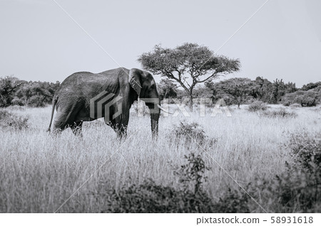 Big African elephant  in grass field of Serengeti savanna forest 58931618