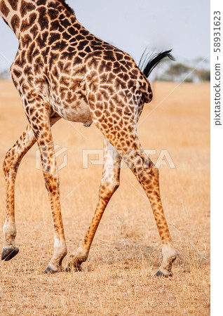 Giraffe running in grass field of Serengeti savanna forest 58931623