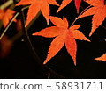 Night view of autumn leaves Kyoto 58931711