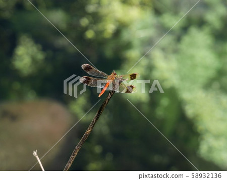 Japanese red dragonfly Miyayama Akane Sympetrum pedemontanum elatum Japanese red dragonfly Miyayama Akane Sympetrum pedemontanum elatum 58932136
