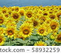A sunflower in early summer 58932259