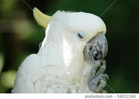 Kibatan Kibatan 58932268