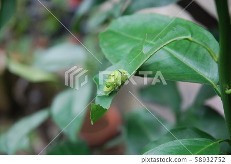 The larva of the clover 58932752