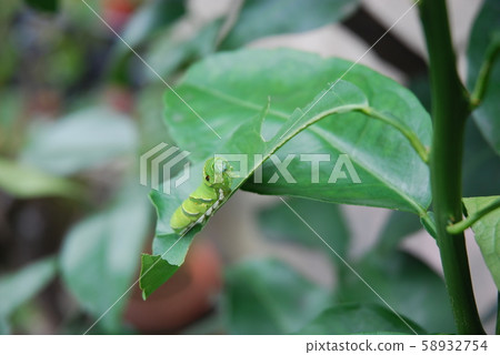 The larva of the clover 58932754