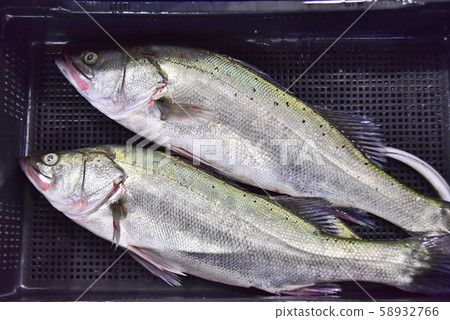 高品質的鮮魚貂是國王的真正產品 高品質的鮮魚貂是國王的真正產品 58932766