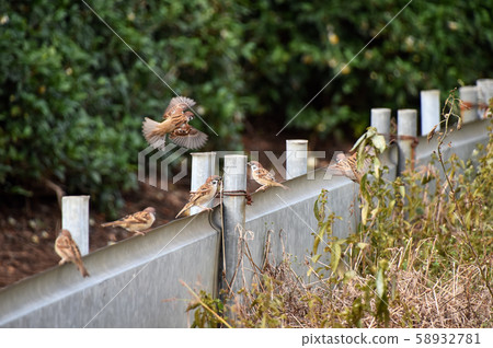 Sparrow Sparrow 58932781