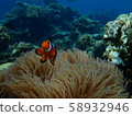 Clown anemonefish 58932946