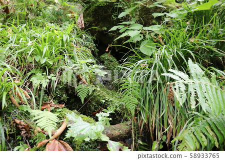Naena Waterfall (spring water on the promenade) Naena Waterfall (spring water on the promenade) 58933765