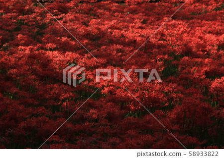 Sunny Sunflower illuminated by the sunbeams Sunny Sunflower illuminated by the sunbeams 58933822