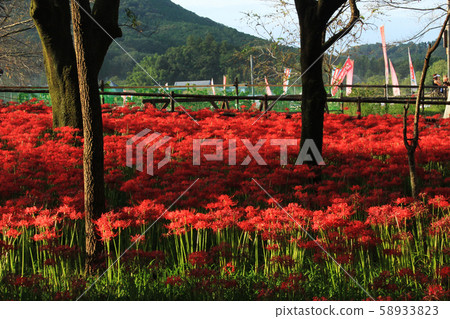 [羅沙華]金閣田布沙華公園 58933823