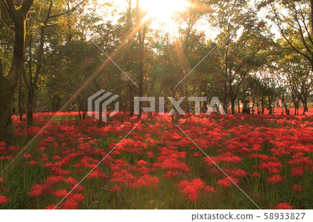 陽光明媚的向日葵被夕陽照亮 58933827