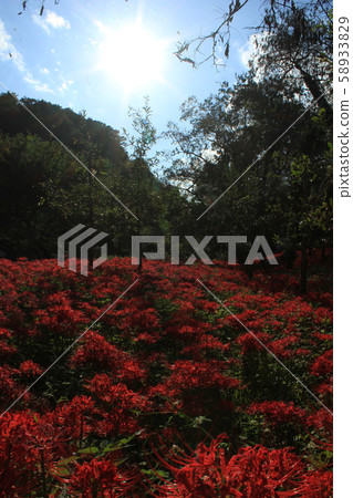 沙耶香Shion在藍天下盛開 58933829