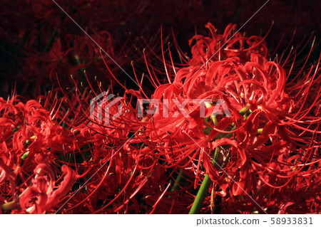 [Mikasa Sahana]即使在黑暗中也綻放美麗 58933831