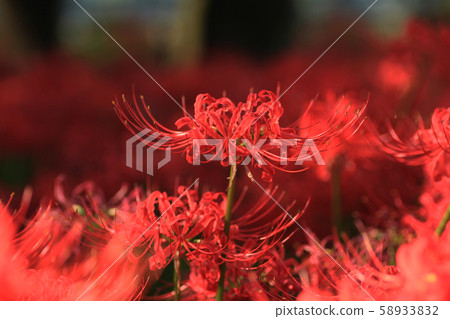 [Haruka Satoshi] High and proud 58933832