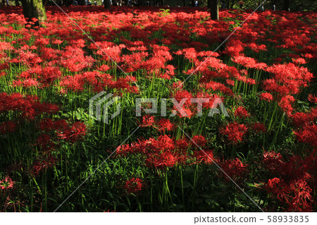 陽光照亮的陽光被陽光照亮 58933835