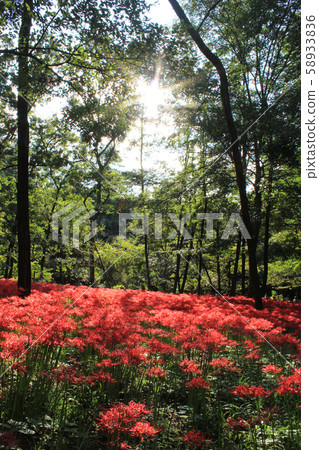 Sayaka Shion blooms in full bloom in the blue sky Sayaka Shion blooms in full bloom in the blue sky 58933836