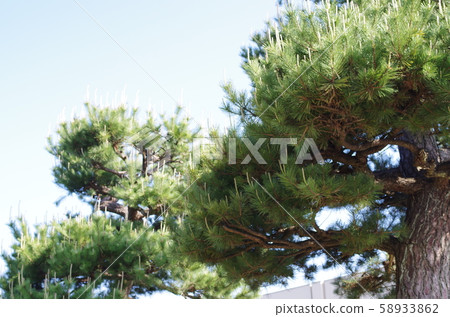 Pine and blue sky 58933862