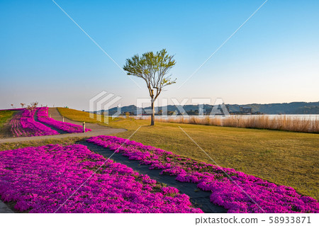 Togoike Shibazakura Aozora 58933871