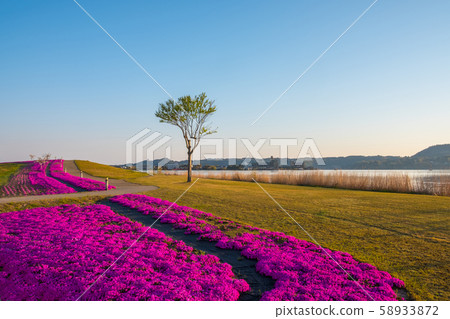 Togoike Shibazakura Aozora Togoike Shibazakura Aozora 58933872