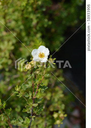 Shrubby Cinquefoil 58933906