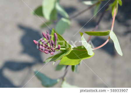 Honeysuckle American Beauty 58933907