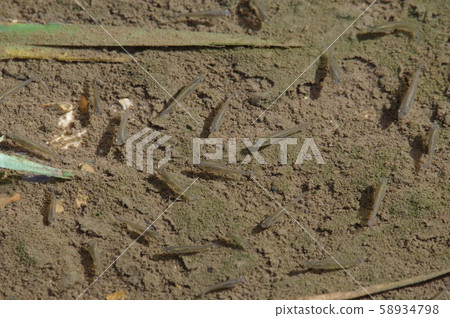 Flock of killifish in the pond Flock of killifish in the pond 58934798