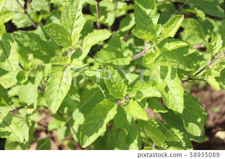 Holy basil 58935089