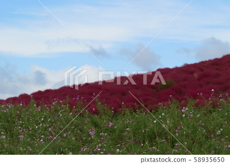 常陸那ka海濱公園② 常陸那ka海濱公園② 58935650