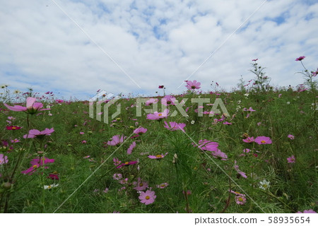 常陸那ka海濱公園⑥ 常陸那ka海濱公園⑥ 58935654