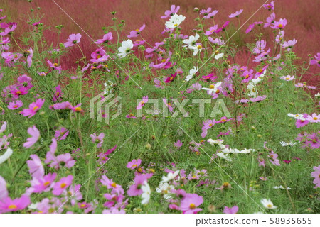 常陸那ka海濱公園⑦ 常陸那ka海濱公園⑦ 58935655