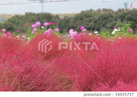 日立海灘公園 日立海灘公園 58935737