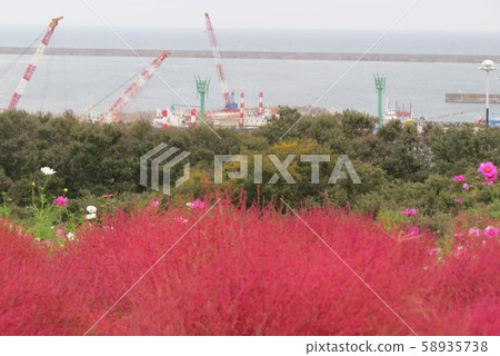 日立海灘公園 日立海灘公園 58935738