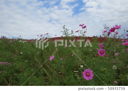 日立海灘公園 日立海灘公園 58935739