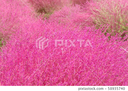 日立海灘公園 日立海灘公園 58935740