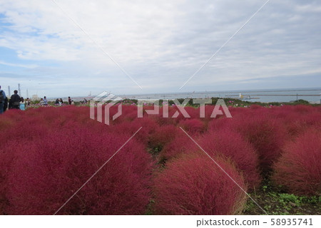 日立海灘公園 日立海灘公園 58935741