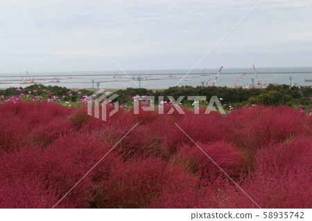 日立海灘公園 日立海灘公園 58935742