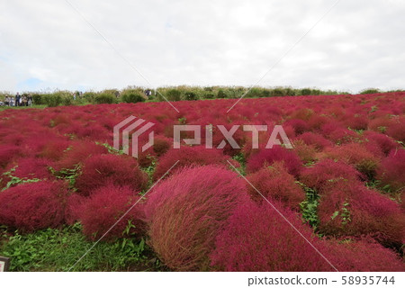 日立海灘公園 日立海灘公園 58935744