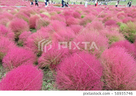 日立海灘公園 日立海灘公園 58935746