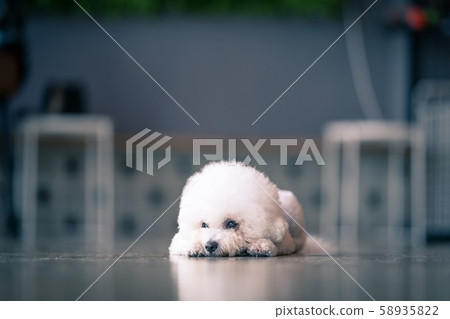 Dog, Dog, Shiba Inu, Dog, Pets, Sibainu, Shiba 58935822