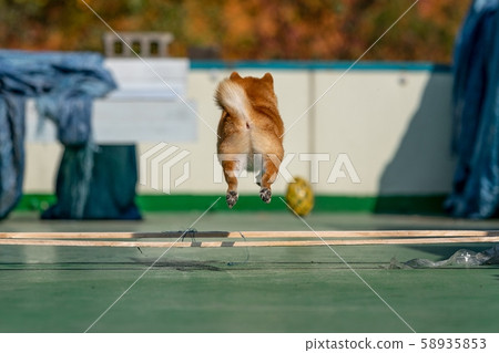 Dog, Dog, Shiba Inu, Dog, Pets, Sibainu, Shiba Dog, Dog, Shiba Inu, Dog, Pets, Sibainu, Shiba 58935853