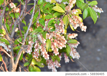 A picture of the inflorescence of spring with a lot of small white flowers 58936405