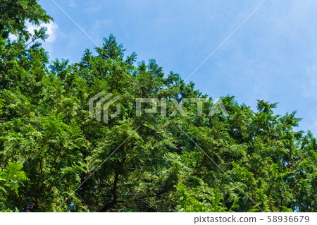 Autumn cypress with seeds Autumn cypress with seeds 58936679