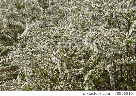 雪柳 雪柳 58936810