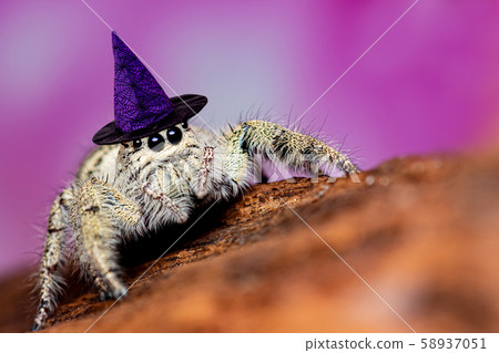 Platycryptus undatus jumping spider with halloween Platycryptus undatus jumping spider with halloween 58937051