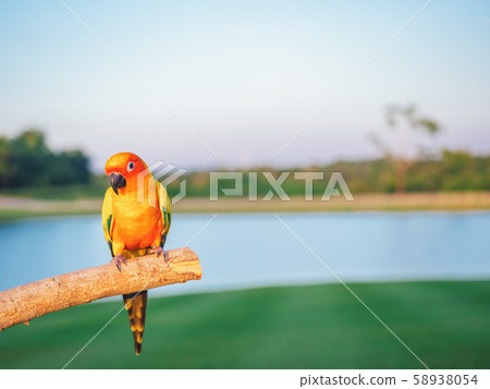 Parrot is cute exotic pet Parrot is cute exotic pet 58938054