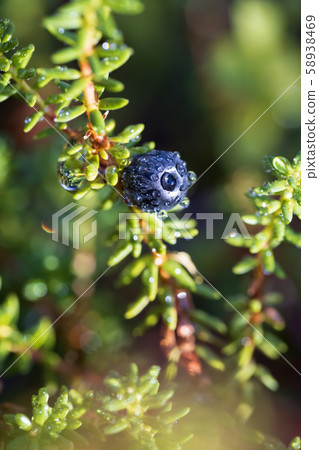 Empetrum nigrum, crowberry, black crowberry, in Empetrum nigrum, crowberry, black crowberry, in 58938469